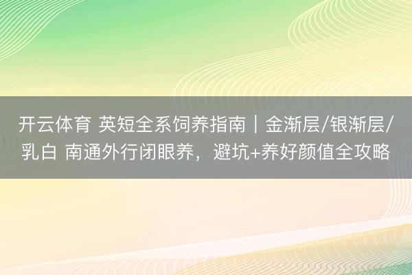 开云体育 英短全系饲养指南｜金渐层/银渐层/乳白 南通外行闭眼养，避坑+养好颜值全攻略